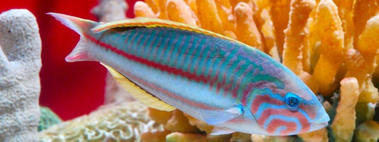 Bunte Unterwasserwelt