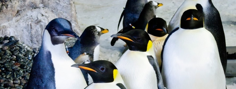 Im SeaWorld leben verschiedene Arten von Pinguinen