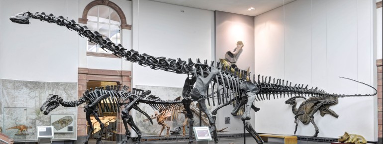 Einige Fossilien von Dinosauriern aus unterschiedlichen Epochen sind im "Dinosauriersaal" des Senckenberg Naturmuseums zu finden.