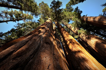 Die riesigen Sequoia Bäume sind weltbekannt.