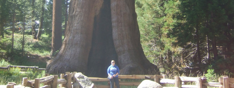 Der Riesenmammut-Baum "The Sentinel"