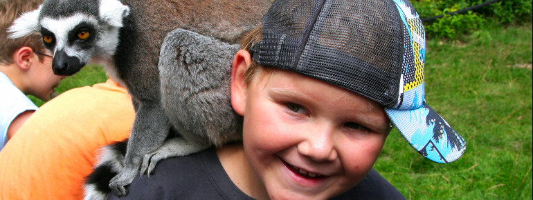 Auf Kuschelkurs mit einem Katta. Kattas gehören zu den Lemuren und leben auf Madagaskar - im Serengeti-Park kann man diese Tierart aus nächster Nähe bestaunen.