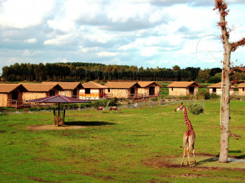 Giraffen, Grüne Meerkatzen, Spießböcke, Bongos, Moorantilopen und viele weitere Tierarten warten auf Besucher der Masai-Mara-Anlage.
