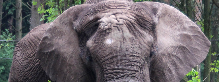 Elefanten dürfen im Park natürlich genauso wenig fehlen, wie Giraffen, Nashörner, Zebras und Co.