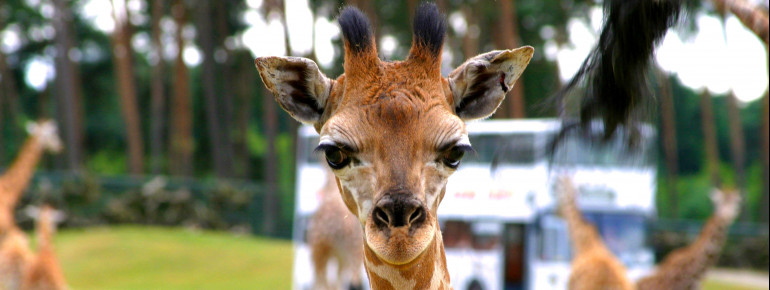 Bitte Lächeln! Die Giraffen sind liebe Park-Besucher gewohnt und scheuen sich nicht, bei einer Fahrt durch den Park auch mal einen Blick in ihr Auto zu werfen.