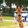 Bitte Lächeln! Die Giraffen sind liebe Park-Besucher gewohnt und scheuen sich nicht, bei einer Fahrt durch den Park auch mal einen Blick in ihr Auto zu werfen.