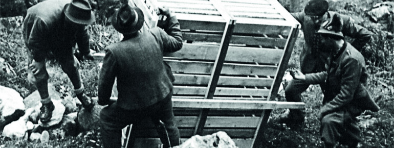 Vor über 65 Jahren wurden Steinböcke im Pitztal wieder angesiedelt.