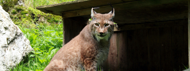Im Steinwasen Park kannst du das seltenste freilebende Tier im Schwarzwald aus der Nähe betrachten.