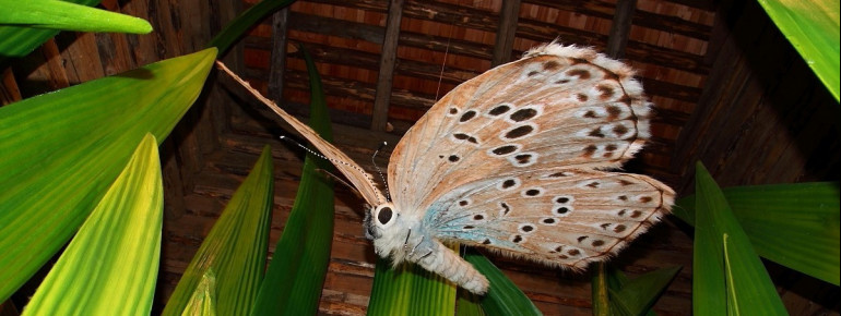 Riesige Insekten begrüßen dich in der neuen Ausstellung.