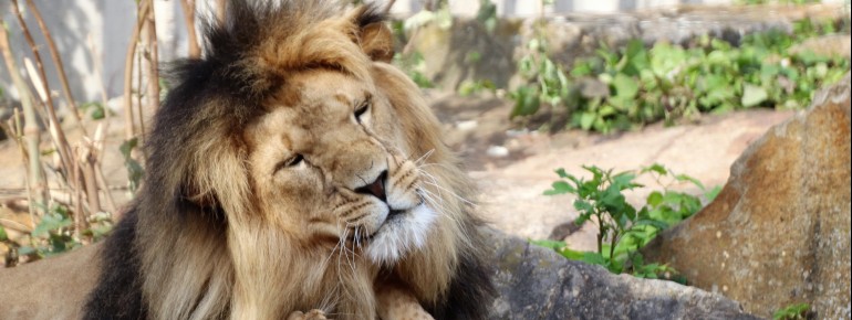 Die beiden Löwen "Bastet" und Aslam" können im Thüringer Zoopark in Erfurt besucht werden.