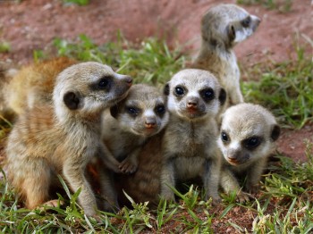 Die Erdmännchen zählen zu den beliebtesten Tieren im Thüringer Zoopark.