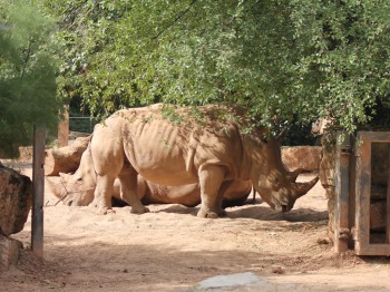 Die Südlichen Breitmaulnashörner Stella und Lottie wohnen im Thüringer Zoopark in Erfurt.