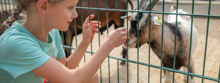 Highlight für Tierliebhaber: Im Tier- und Erlebnispark Lützen können Kinder zutraulichen Ziegen, Schafen und Kaninchen begegnen