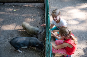 Nase an Nase mit den Minischweinen: Kinder erleben hautnah den Umgang mit den Tieren.