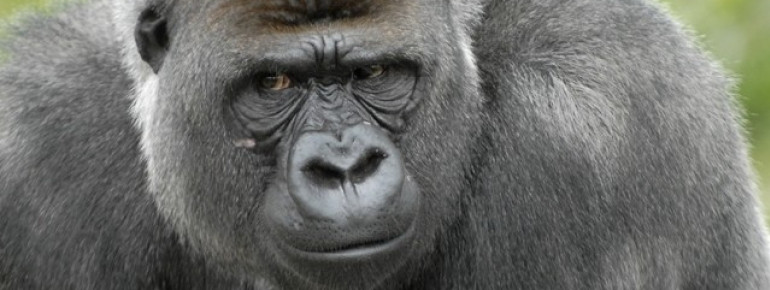 Besonders große Gorillafamilie