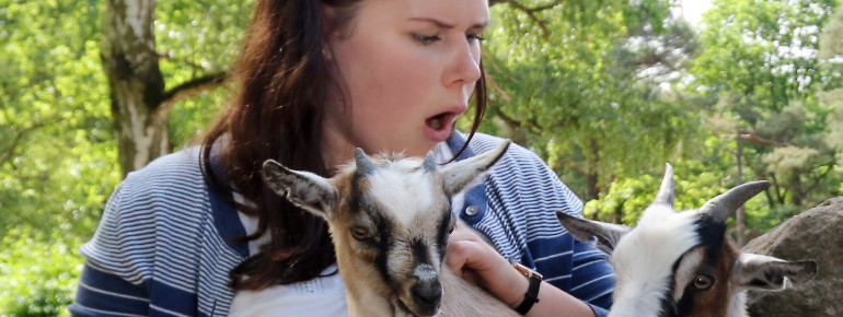 Der Tiergarten beherbergt über 50 heimische Säugetiere.