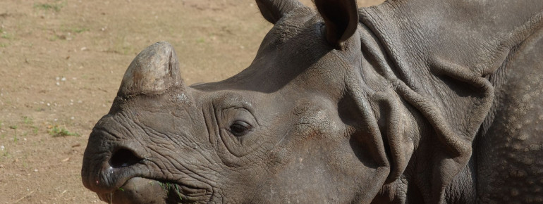 Die Tiervielfalt im Nürnberger Tiergarten ist groß.