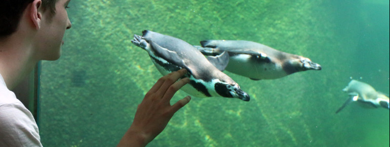 Im Aquapark leben Otter, Pinguine, Seelöwen und Eisbären zusammen.