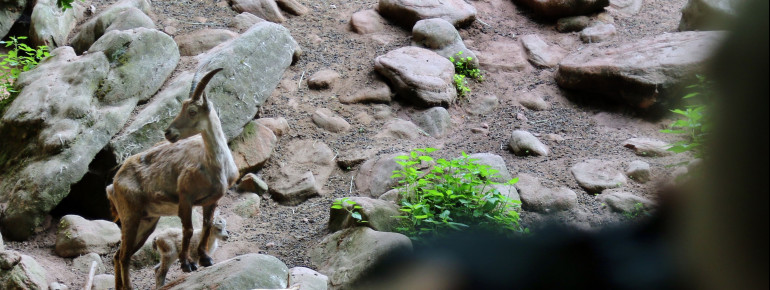 Steinböcke leben in beeindruckenden Felskulissen.