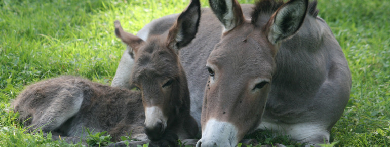 Die Esel leben auf einer begehbaren Weide gemeinsam mit Walliser Schwarzhalsziegen und Walachenschafen.