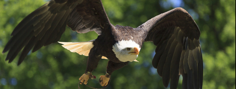 Die Weißkopfseeadler stellen das Highlight der Greifvogelschau dar.
