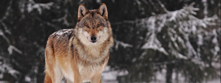In den großzügigen Anlagen des Urwildparks werden europäische Tiere oder deren Rückzüchtungen gehalten.