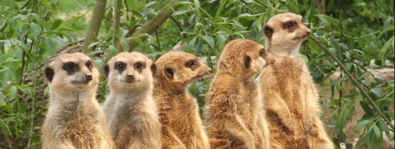 Die Erdmännchen kannst du im Kinderzoo aus der Nähe beobachten.