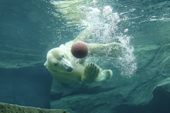 Im "Franz Josef Land" können Besucher durch ein großes Sichtfenster den Eisbären beim Schwimmen und Tauchen zusehen.
