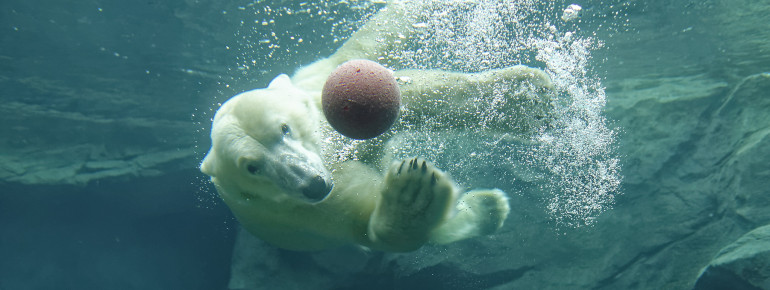 Im "Franz Josef Land" können Besucher durch ein großes Sichtfenster den Eisbären beim Schwimmen und Tauchen zusehen.