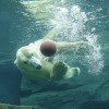 Im "Franz Josef Land" können Besucher durch ein großes Sichtfenster den Eisbären beim Schwimmen und Tauchen zusehen.