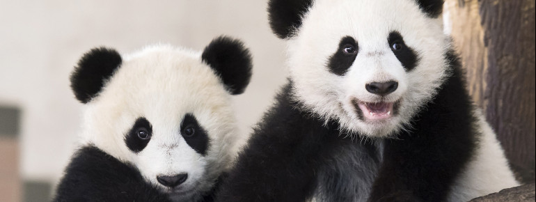 Eine wahre Attraktion im Tiergarten Schönbrunn: Die Pandazwillinge Fu Feng und Fu Ban, die am 7. August 2016 zur Welt gekommen sind.