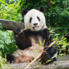 Der Tiergarten Schönbrunn ist europaweit der einzige Zoo, dem es gelingt, eines der seltensten Säugetiere der Welt, der Große Panda, auf natürlichem Weg zu züchten.