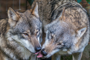 Über 200 Tierarten sind im Tierpark anzutreffen, darunter auch der europäische Wolf.