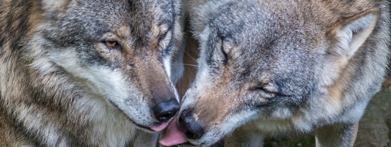Über 200 Tierarten sind im Tierpark anzutreffen, darunter auch der europäische Wolf.
