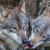 Über 200 Tierarten sind im Tierpark anzutreffen, darunter auch der europäische Wolf.