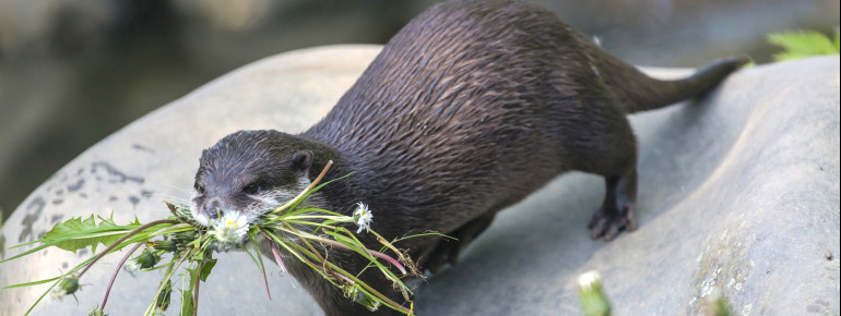 Die Zwergotter fühlen sich im Tierpark wie zuhause.