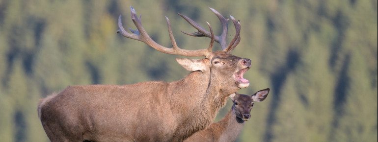 Im Wildpark kann man hautnah die Hirschbrunft beobachten.
