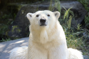 Eisbär Tonja heißt die Besucher des Tierpark Berlin herzlich willkommen.
