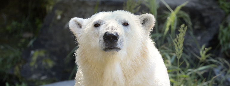 Eisbär Tonja heißt die Besucher des Tierpark Berlin herzlich willkommen.