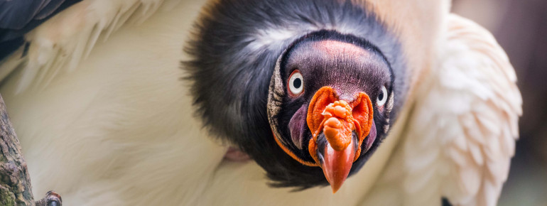 Bunt gefärbt, ca. 4 kg schwer und mit einem exzellenten Geruchssinn ausgestattet: Der Königsgeier.