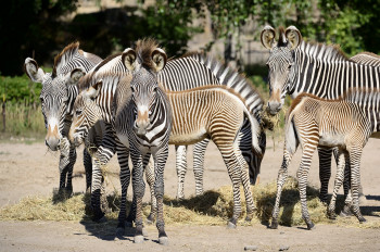 Na, wer hat schon mal die schwarz-weißen Streifen der Grévy-Zebras gezählt?