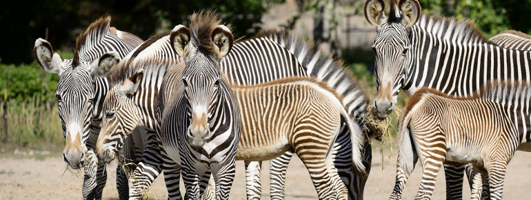 Na, wer hat schon mal die schwarz-weißen Streifen der Grévy-Zebras gezählt?