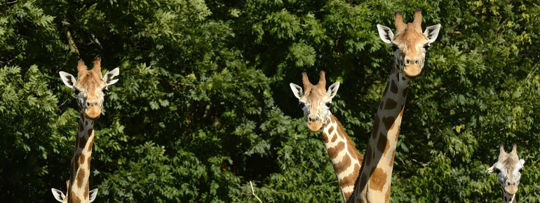 Giraffen dürfen natürlich auch im Tierpark Berlin nicht fehlen!