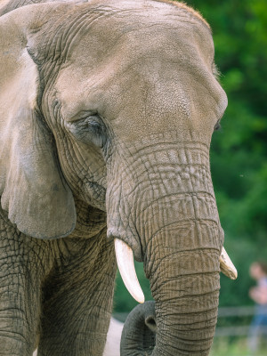 Auch Afrikanische Elefanten haben im Tierpark Berlin ein Zuhause gefunden.