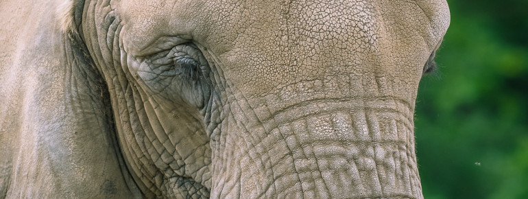 Auch Afrikanische Elefanten haben im Tierpark Berlin ein Zuhause gefunden.