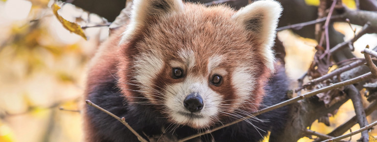 In der Tierwelt Himalaya-Gebirge ist u.a. der Kleine Panda anzutreffen.