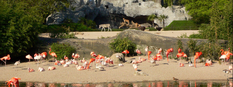 Hagenbecks Freisichtanlagen - wie das Afrika Panorama - waren 1907 eine Weltneuheit.