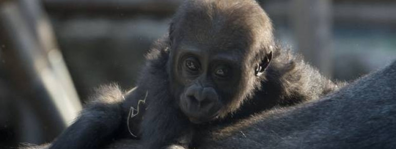Gorillafamilie in Hellabrunn