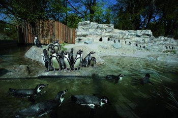 Pinguine in Hellabrunn