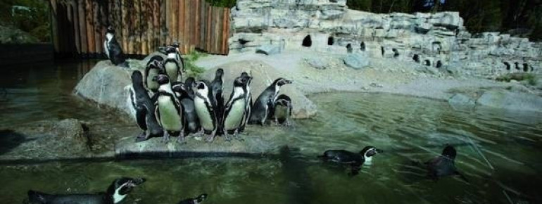 Pinguine in Hellabrunn